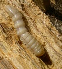 Attēlu rezultāti vaicājumam “Cerambycidae larva”