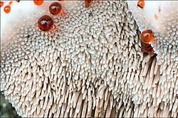 Attēlu rezultāti vaicājumam “Hydnellum ferrugineum”