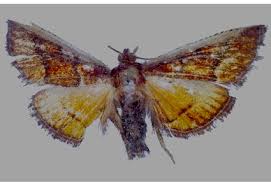 Attēlu rezultāti vaicājumam “Pyralididae”