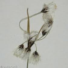 Attēlu rezultāti vaicājumam “Eriophorum latifolium”