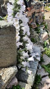 Image result for Campanula formanekiana