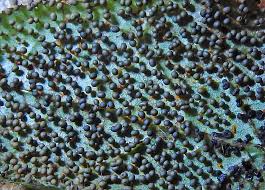 Attēlu rezultāti vaicājumam “Physarum pseudoalexandrowiczii sessile”