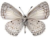 Attēlu rezultāti vaicājumam “Celastrina argiolus male”