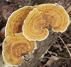 Attēlu rezultāti vaicājumam “Badhamiopsis macrospora sessile”