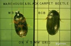 Attēlu rezultāti vaicājumam “Anthrenus scrophulariae”