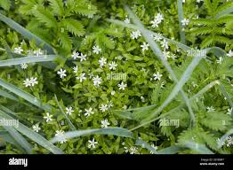 Attēlu rezultāti vaicājumam “Stellaria crassifolia leaf”