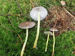 Attēlu rezultāti vaicājumam “Mycena viscosa”