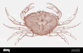 Image result for Metacarcinus magister