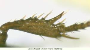 Attēlu rezultāti vaicājumam “Clivina fossor”