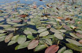 Attēlu rezultāti vaicājumam “Potamogeton trichoides leaf”
