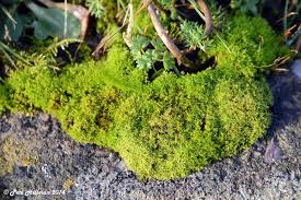 Attēlu rezultāti vaicājumam “Barbula”