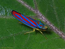 Attēlu rezultāti vaicājumam “Auchenorrhyncha”