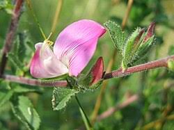 Attēlu rezultāti vaicājumam “Ononis arvensis leaf”