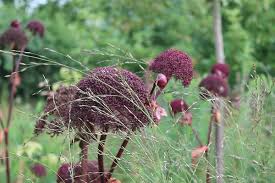 Attēlu rezultāti vaicājumam “Molinia caerulea flower”