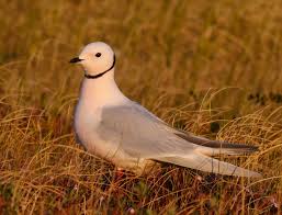 Image result for Rhodostethia rosea