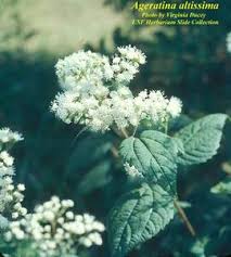 Attēlu rezultāti vaicājumam “Festuca altissima flower”