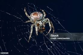 Attēlu rezultāti vaicājumam “Araneus diadematus female”
