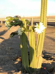 Attēlu rezultāti vaicājumam “Eleocharis quinqueflora flower”
