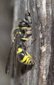 Attēlu rezultāti vaicājumam “Ancistrocerus sp. male”