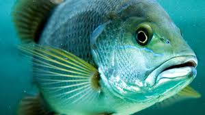 Image result for vissen