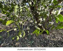 Attēlu rezultāti vaicājumam “Viscum album leaf”