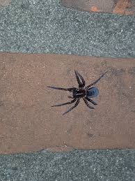 Attēlu rezultāti vaicājumam “Amaurochaete fusiformis”