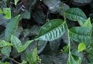 The Tea Plant - Benefits and Side Effects