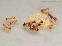 Attēlu rezultāti vaicājumam “Myrmica rubra”