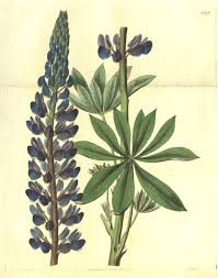 Image result for Lupinus polyphyllus Lindl.