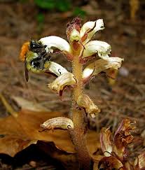 Attēlu rezultāti vaicājumam “Orobanche reticulata flower”