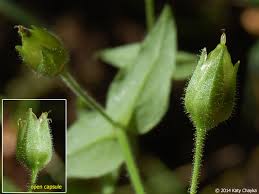 Attēlu rezultāti vaicājumam “Myosoton aquaticum”