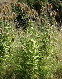 Attēlu rezultāti vaicājumam “Dipsacus fullonum fruit”