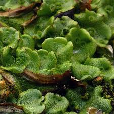Attēlu rezultāti vaicājumam “Marchantia polymorpha”