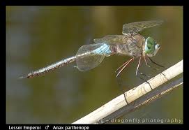 Attēlu rezultāti vaicājumam “Anax parthenope”