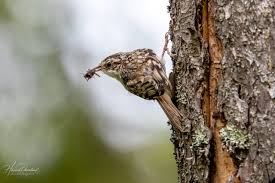 Attēlu rezultāti vaicājumam “Certhia familiaris adult”