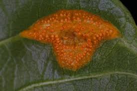 Attēlu rezultāti vaicājumam “Puccinia coronata”