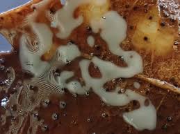 Attēlu rezultāti vaicājumam “Didymium serpula”