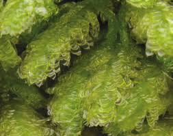 Attēlu rezultāti vaicājumam “Neckera crispa”