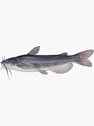 Image result for Ameiurus catus