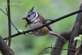 Attēlu rezultāti vaicājumam “Lophophanes cristatus”