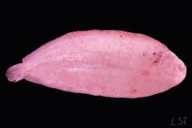 Image result for Solea solea