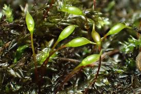 Attēlu rezultāti vaicājumam “Platyhypnidium riparioides”