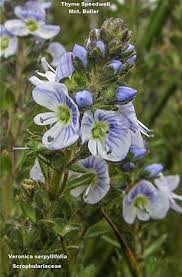 Attēlu rezultāti vaicājumam “Veronica serpyllifolia bud”