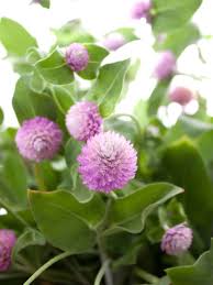 Image result for Kugelamarant