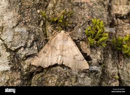 Attēlu rezultāti vaicājumam “Odontopera bidentata”