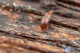 Attēlu rezultāti vaicājumam “Sepedophilus sp.”