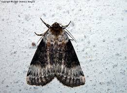 Attēlu rezultāti vaicājumam “Tetheella fluctuosa”