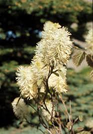 Attēlu rezultāti vaicājumam “Fothergilla major”