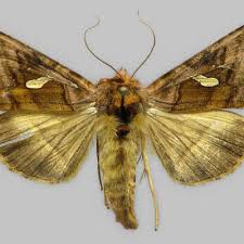 Attēlu rezultāti vaicājumam “Autographa excelsa”