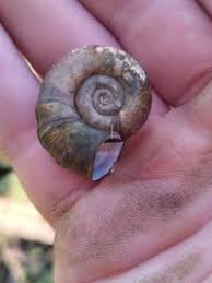 Attēlu rezultāti vaicājumam “Planorbidae”